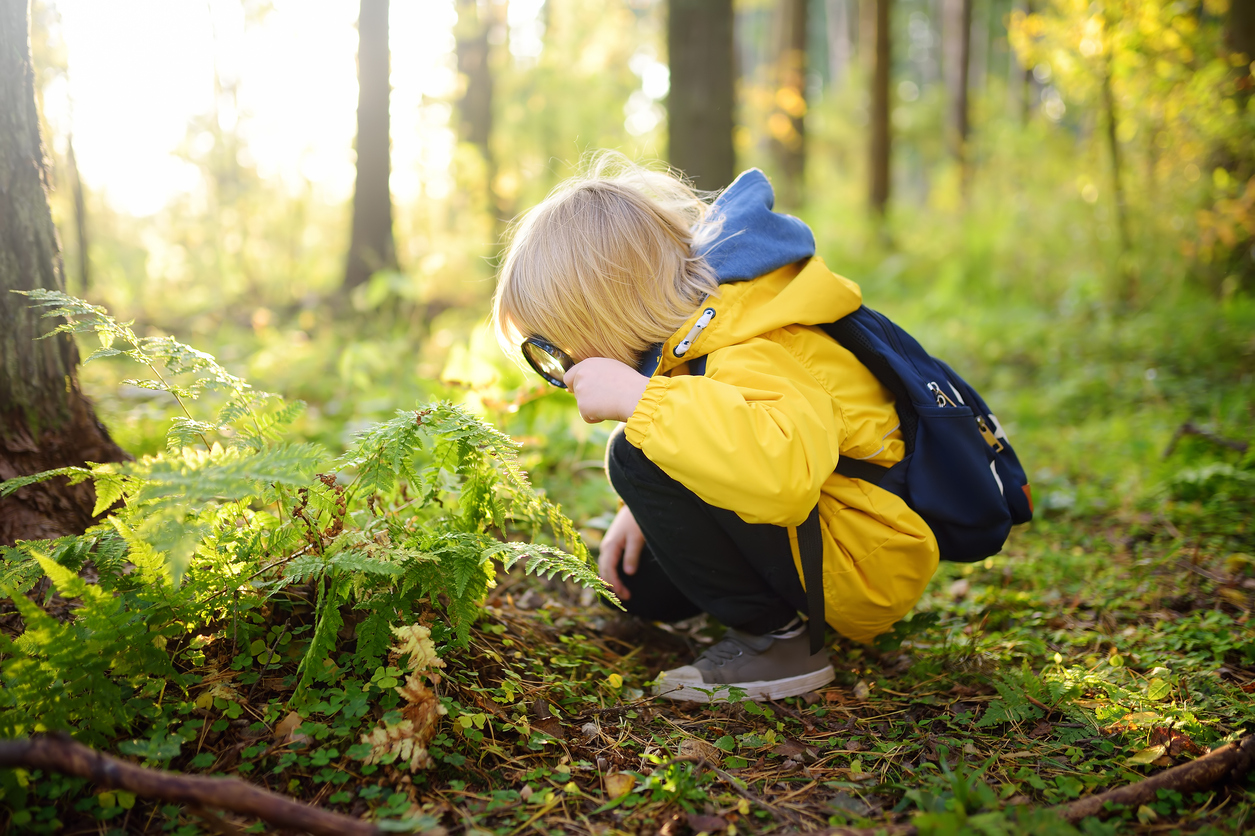Preschooler boy is exploring nature with magnifying glass. Little child is looking on leaf of fern with magnifier. Summer vacation for inquisitive kids in forest. Hiking. Boy scout